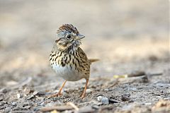 Lincoln's Sparrow